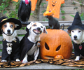 Halloween family portrait